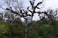 mystisches Tikal